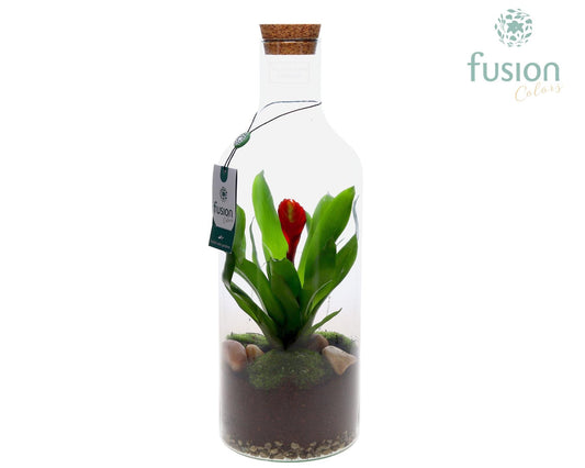 arr. Bromelia 43cm 15cm Pot