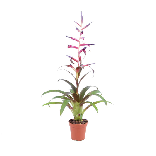 Tillandsia Mora 30cm 505cm Pot