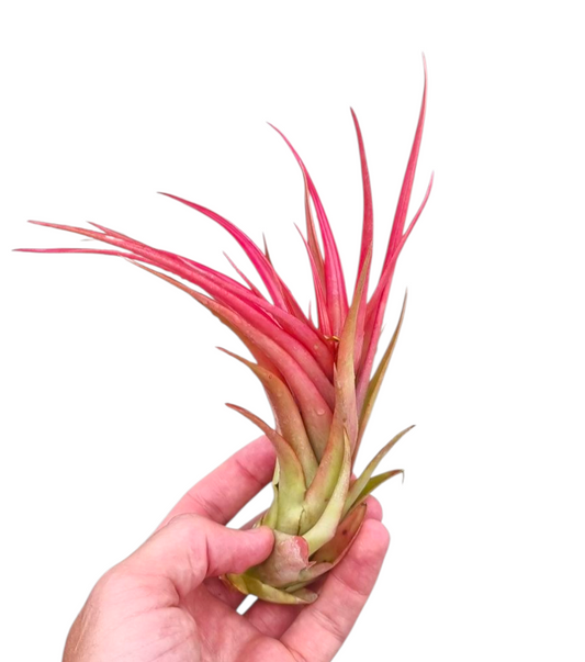 Tillandsia ionantha 15cm 20cm Pot