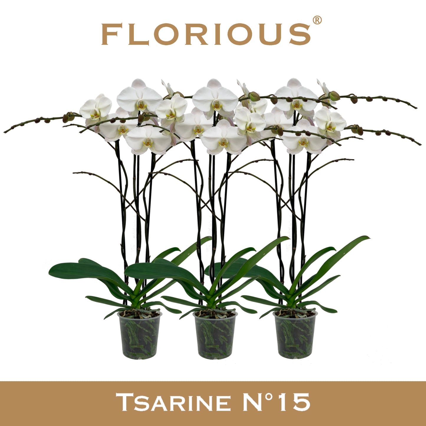 Phalaenopsis white 90cm 15cm Pot