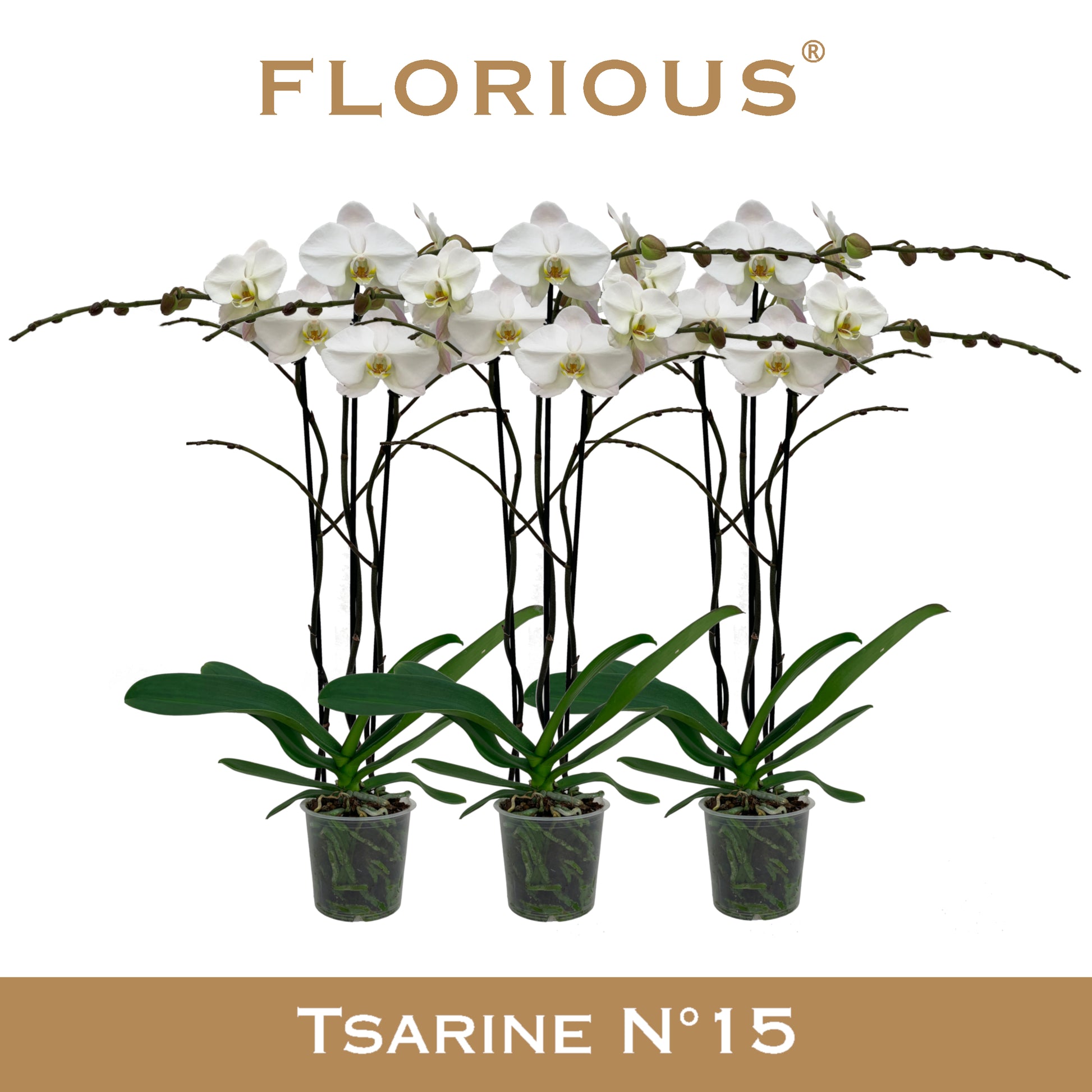 Phalaenopsis white 90cm 15cm Pot