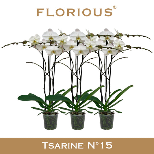 Phalaenopsis white 90cm 15cm Pot
