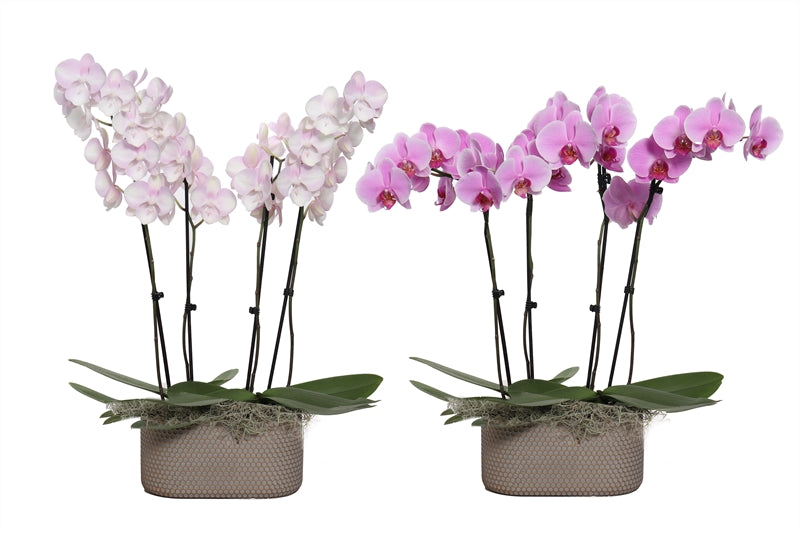 Phalaenopsis mix 55cm 12cm Pot