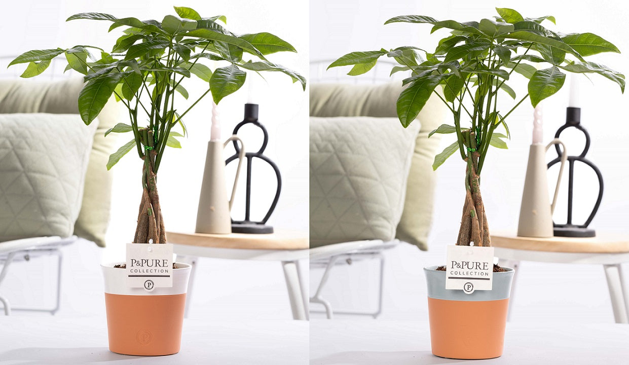 Pachira aquatica 45cm 12cm Pot
