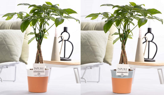 Pachira aquatica 45cm 12cm Pot