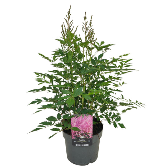 Astilbe Younique Pink 50cm 17cm Pot