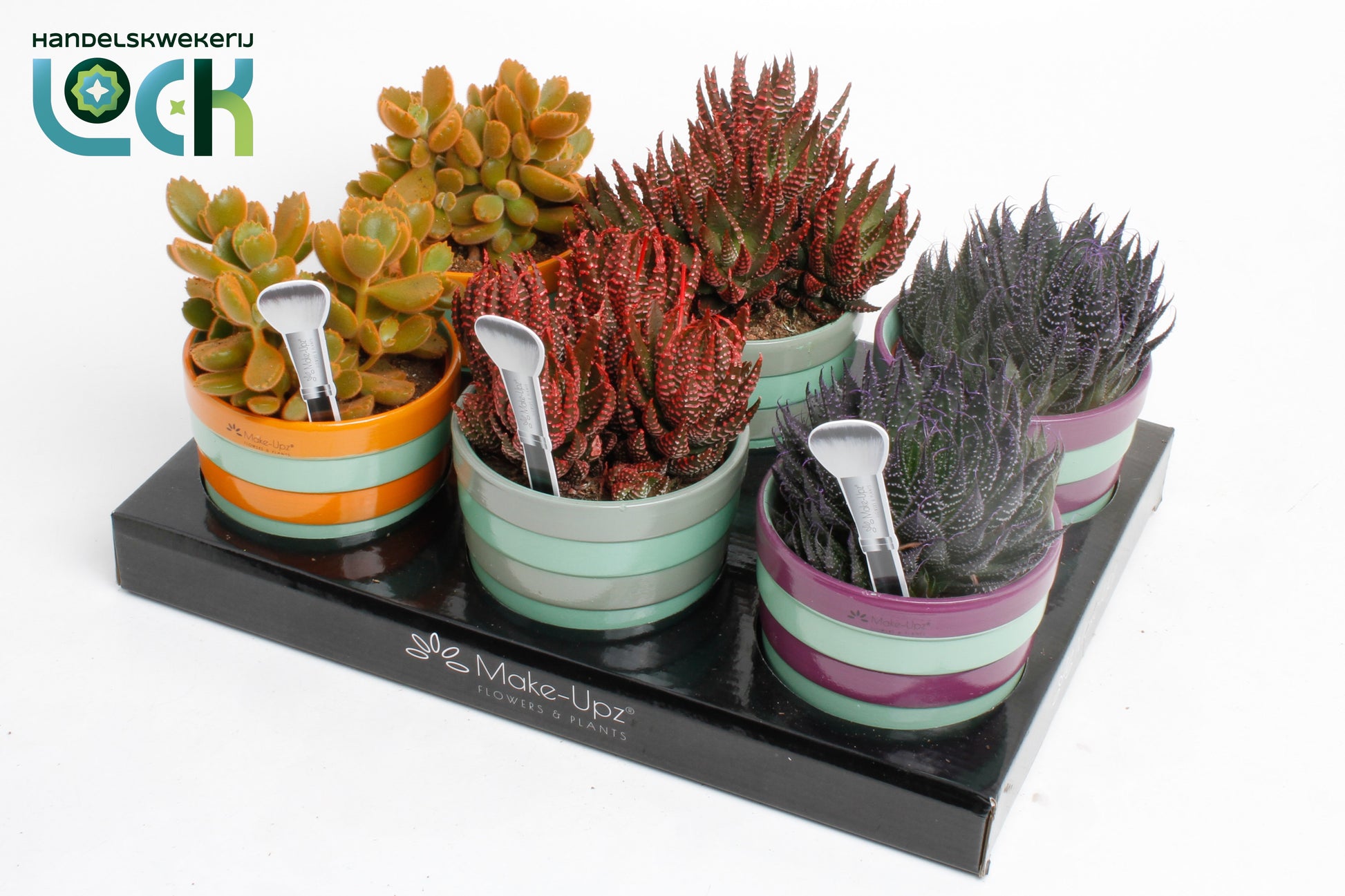 Succulent mix 15cm 10.5cm Pot