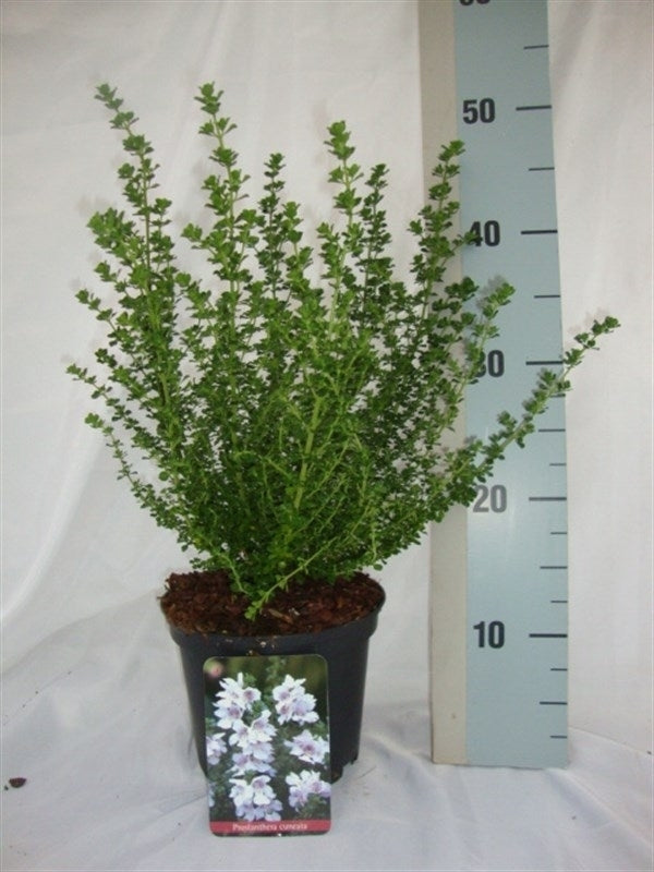Roessel Tuinpl. VOF, B. v. Prostanthera cuneata Pack of 6