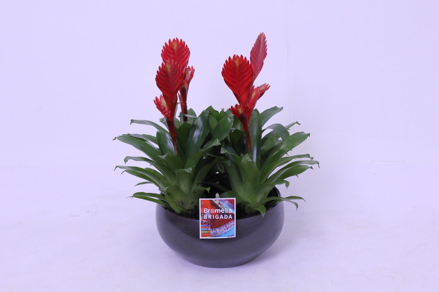 Vriesea Christiane 45cm 24cm Pot