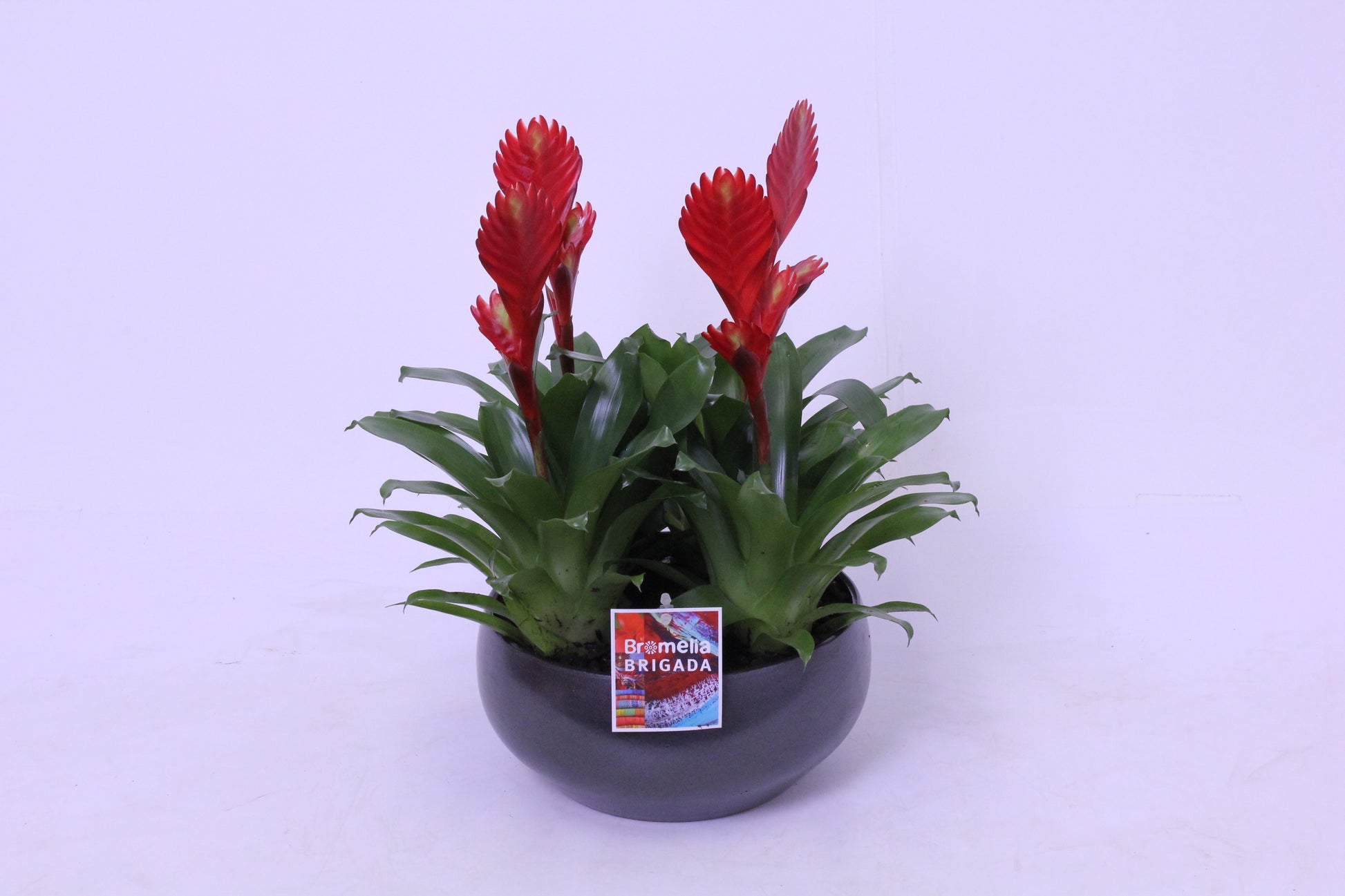 Vriesea Christiane 45cm 24cm Pot