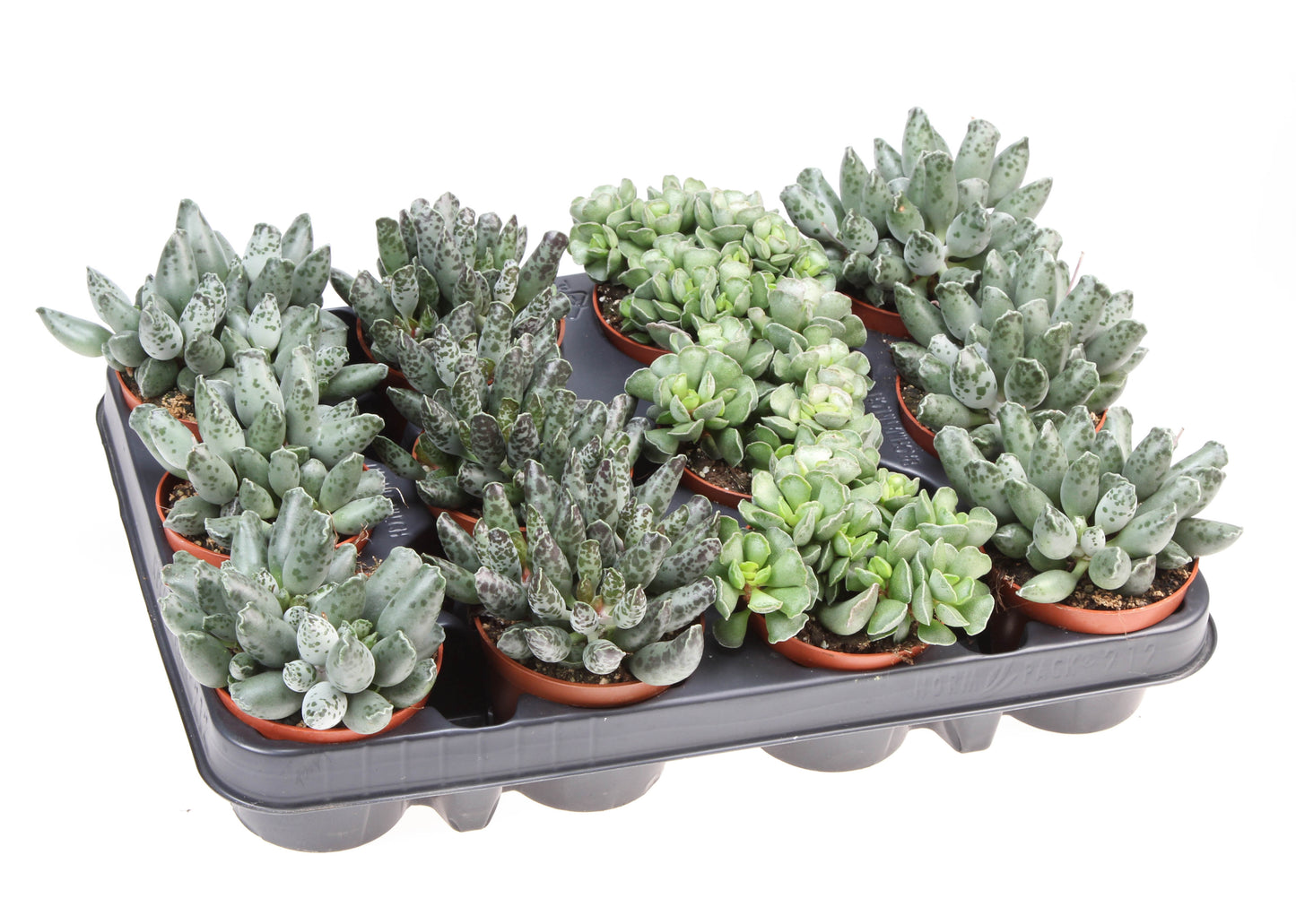 Euro Cactus Holland Bv Adromischus mix Pack of 12