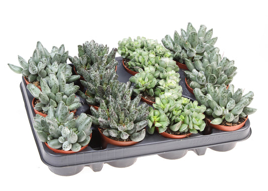 Euro Cactus Holland Bv Adromischus mix Pack of 12