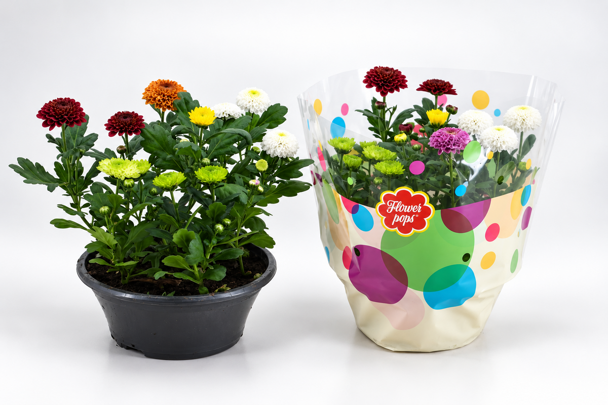 Chrysanthemum Flowerpops carnaval 25cm 23cm Pot