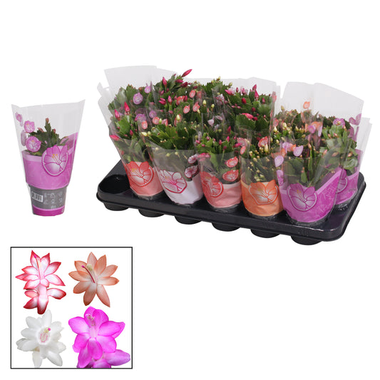 Schlumbergera mix 18cm 9cm Pot