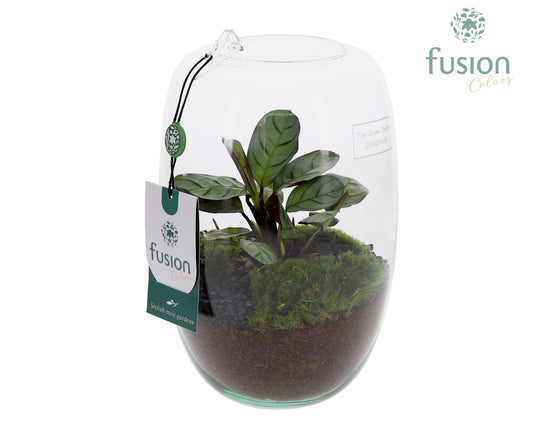 Green Bottle Isabella Small met Calathea 25cm 15cm Pot