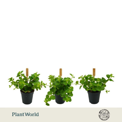 Plantworld Smit Kwekerij Peperomia rotundifolia Pack of 12