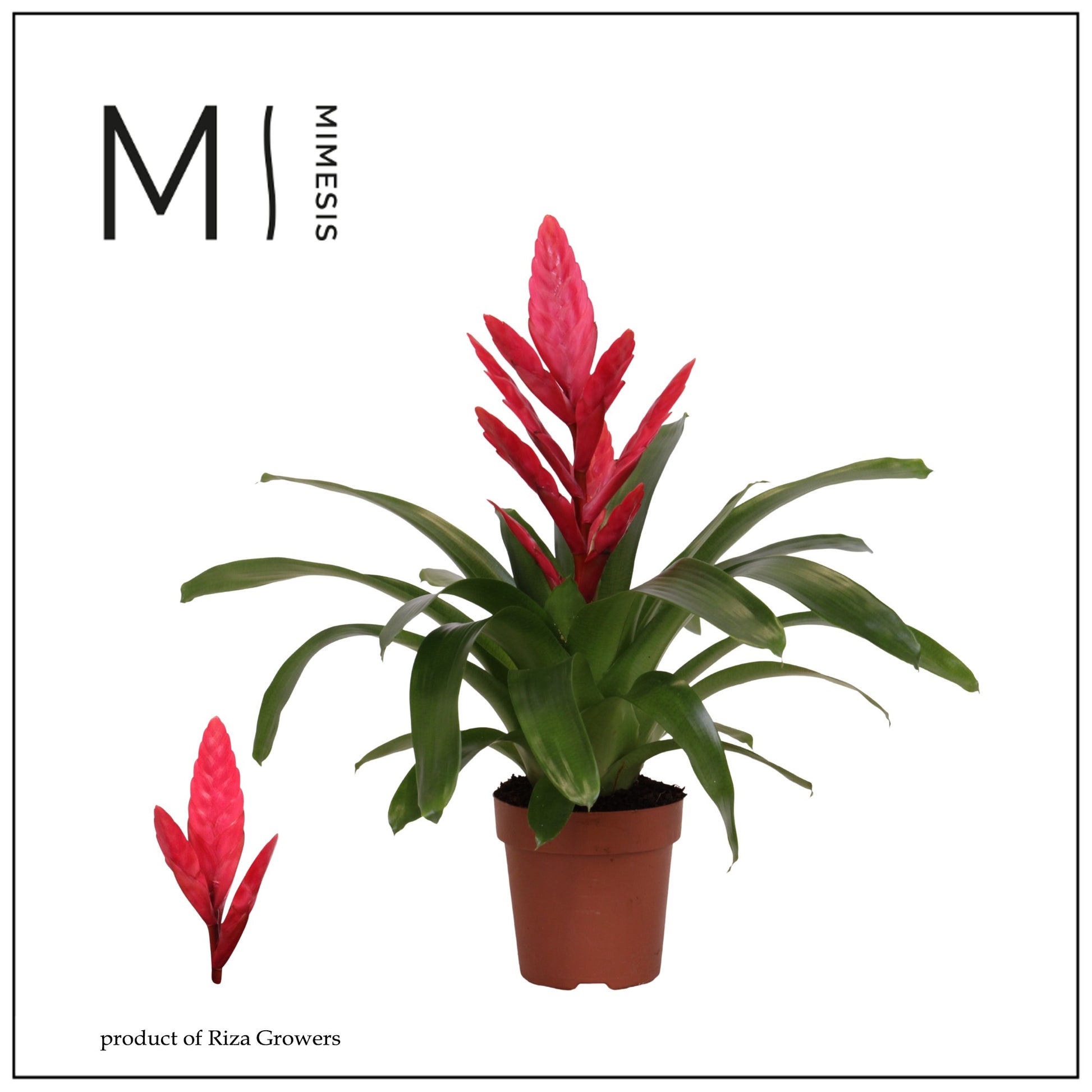 Vriesea Intenso Pink 42cm 12cm Pot