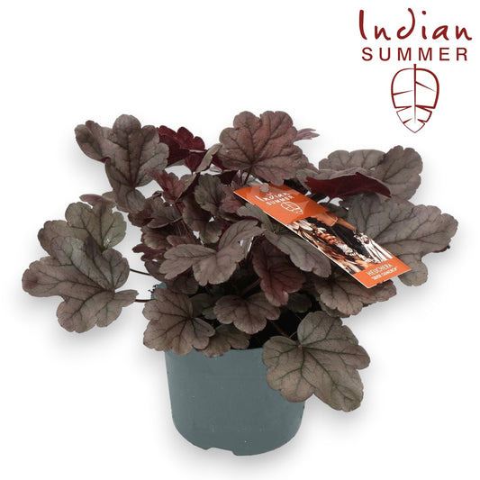 Heuchera Indian Summer silver 25cm 12cm Pot