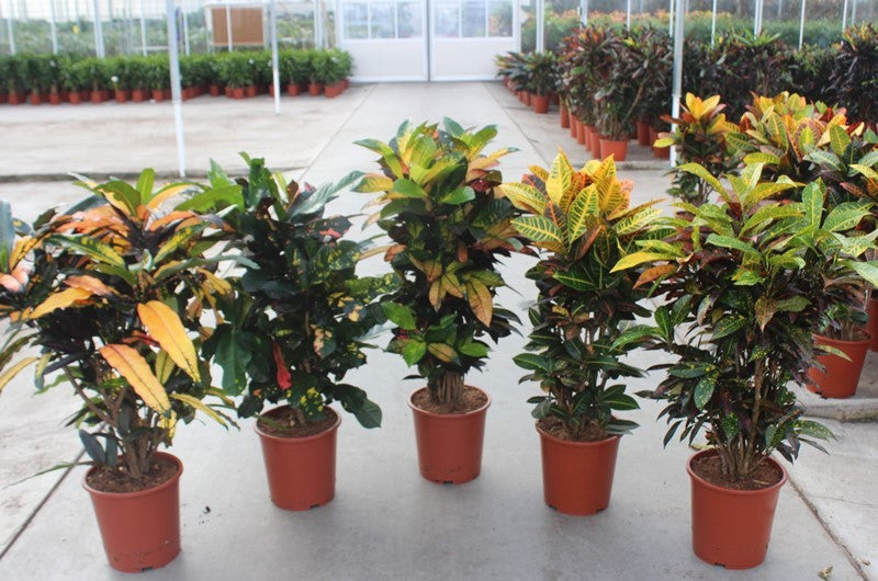 Codiaeum mix 110cm 27cm Pot