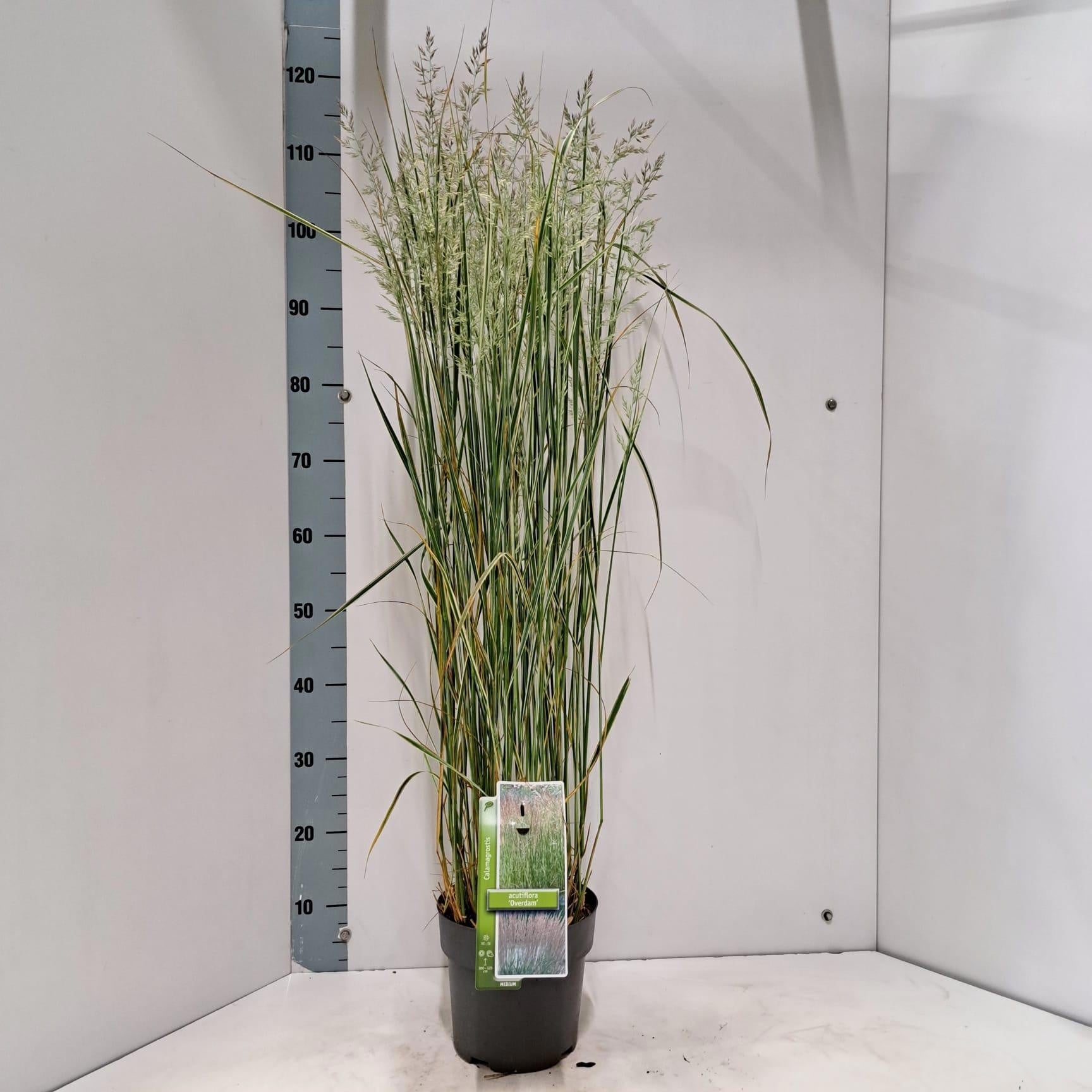 Calamagrostis Overdam 120cm 19cm Pot