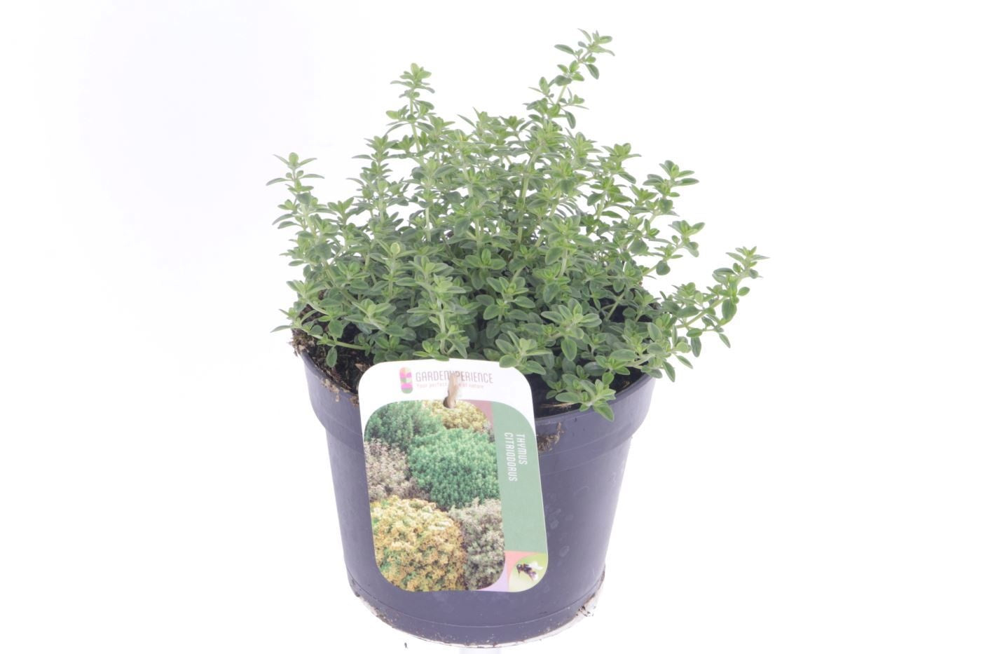 Thymus citriodorus 20cm 13cm Pot
