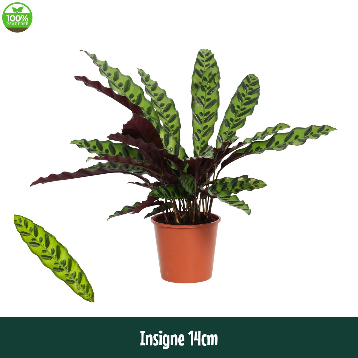 Calathea lancifolia 45cm 14cm Pot