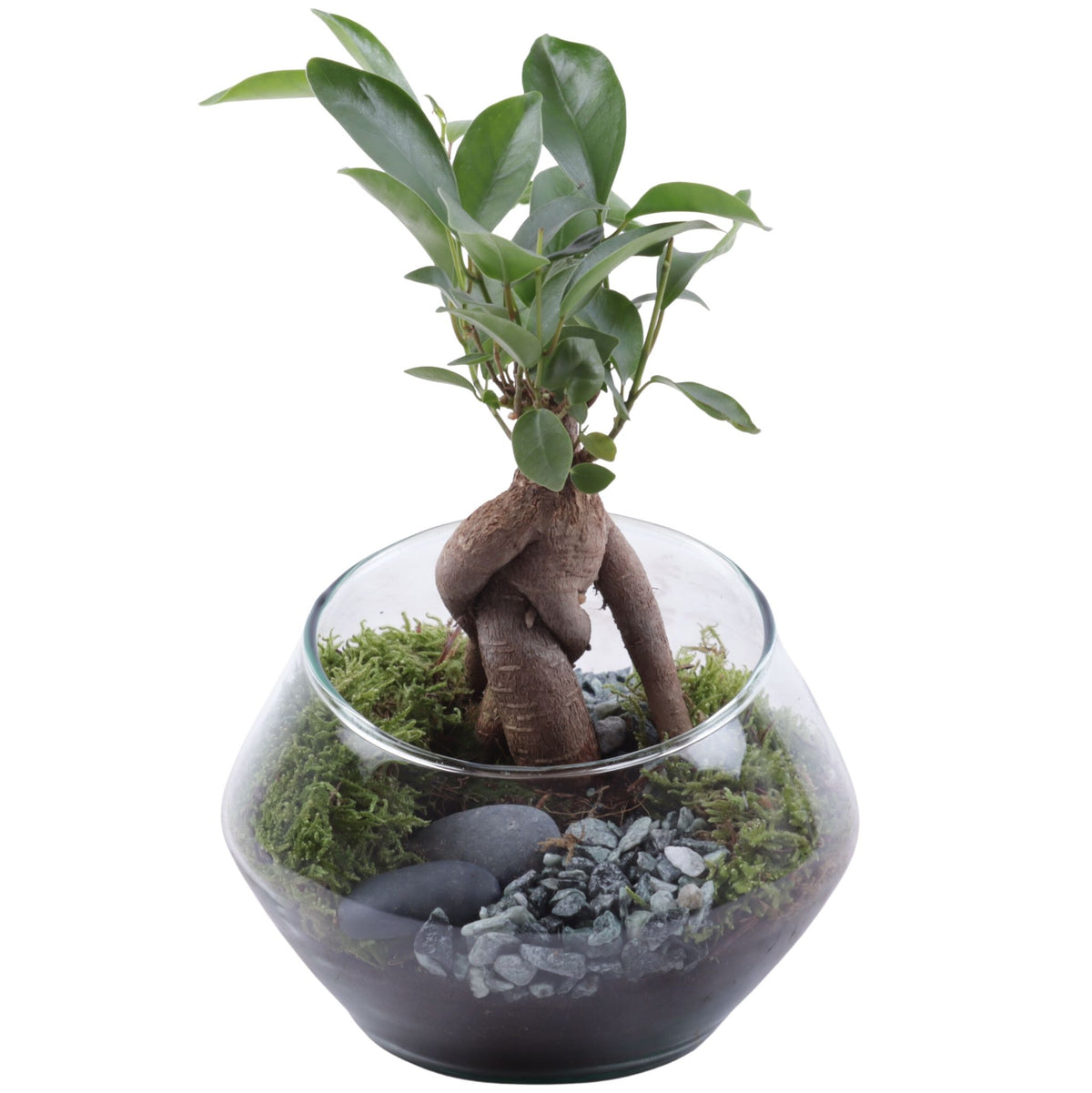 Ficus Ginseng 25cm 15cm Pot
