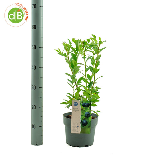 Vaccinium corymbosum ("Blueberry") 60cm 19cm Pot