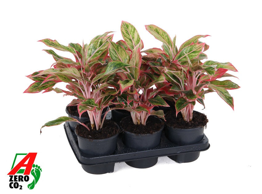 Aglaonema Hybrid 40cm 13cm Pot