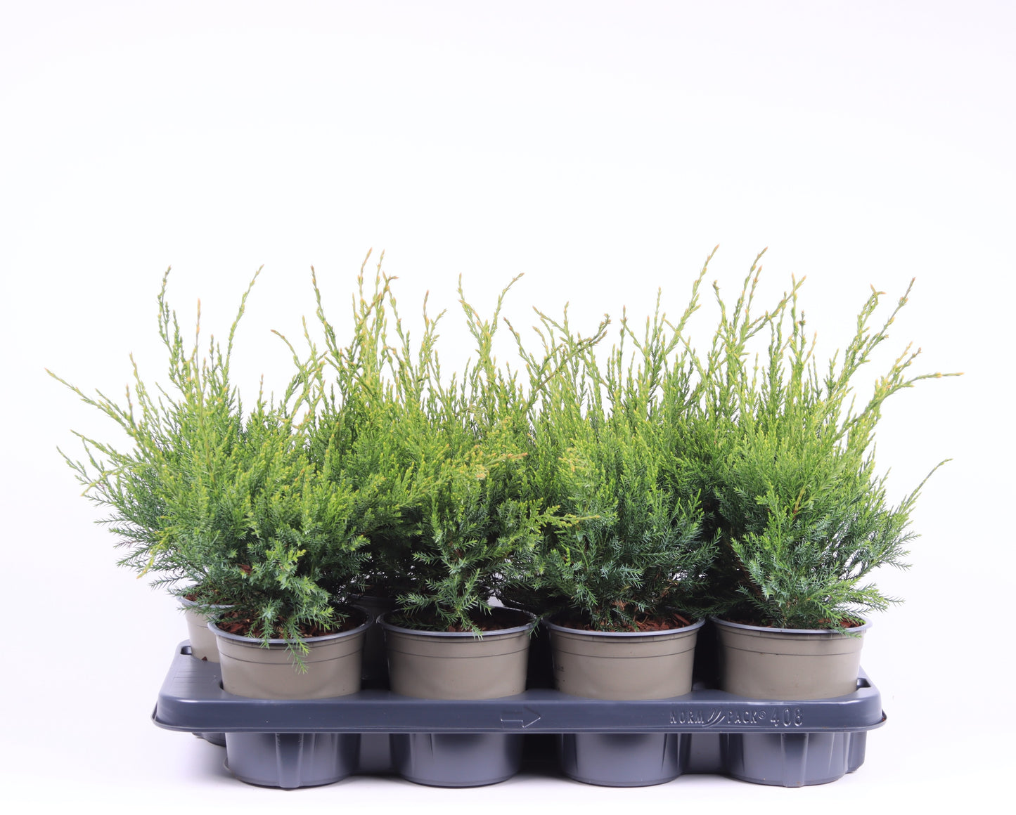 Juniperus Mint Julep 25cm 13cm Pot
