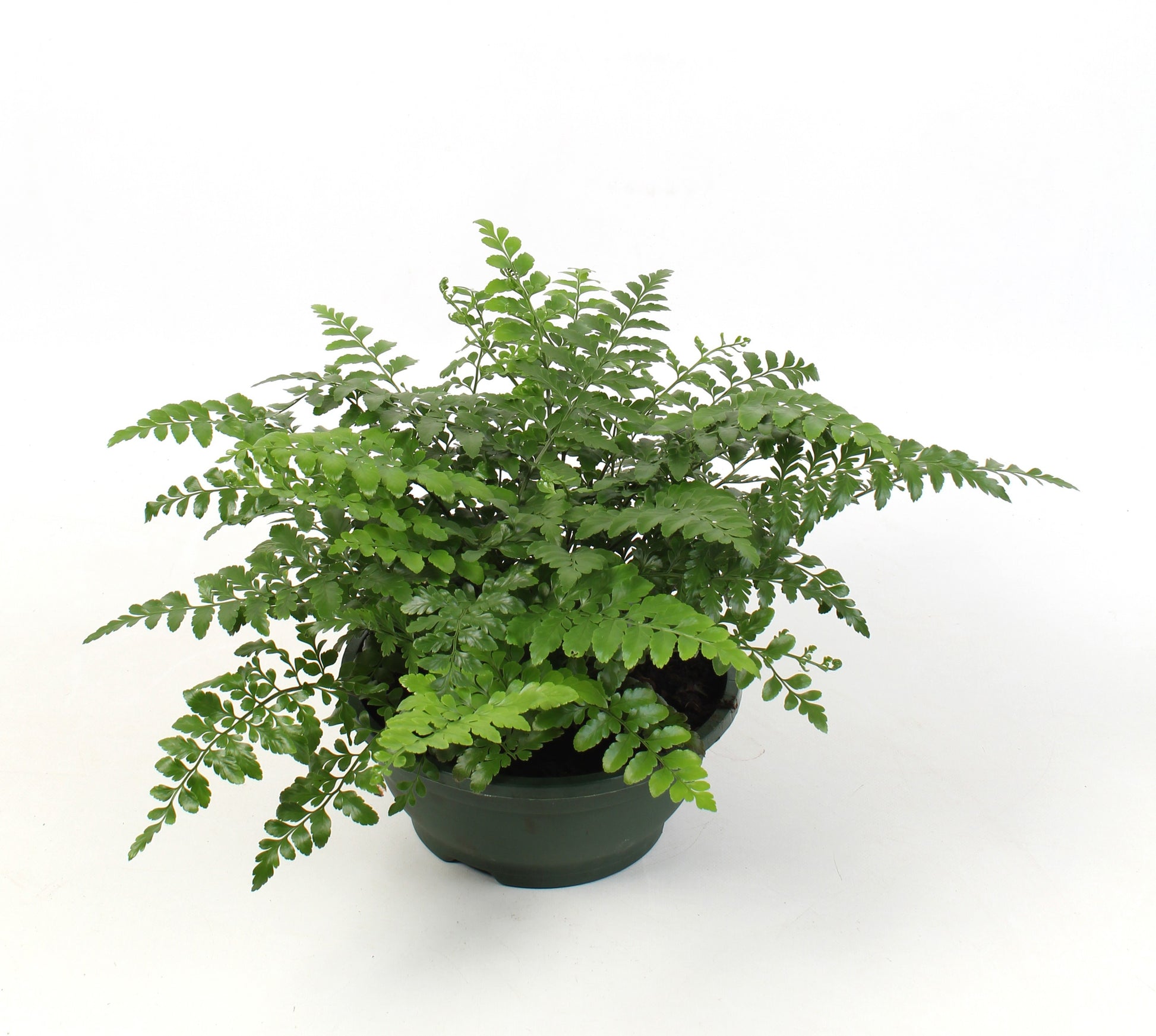 Asplenium Parvati 30cm 23cm Pot