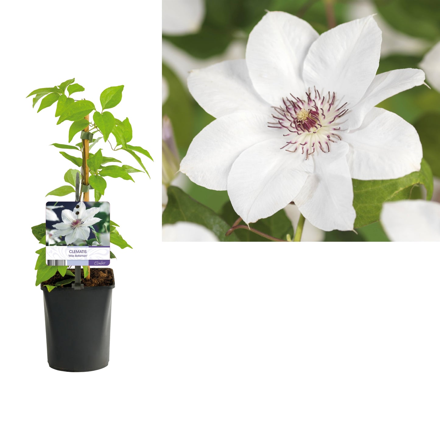 Clematis Miss Bateman 40cm 11cm Pot