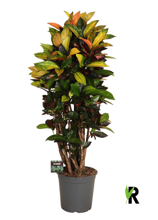 Codiaeum Mrs Iceton 110cm 24cm Pot