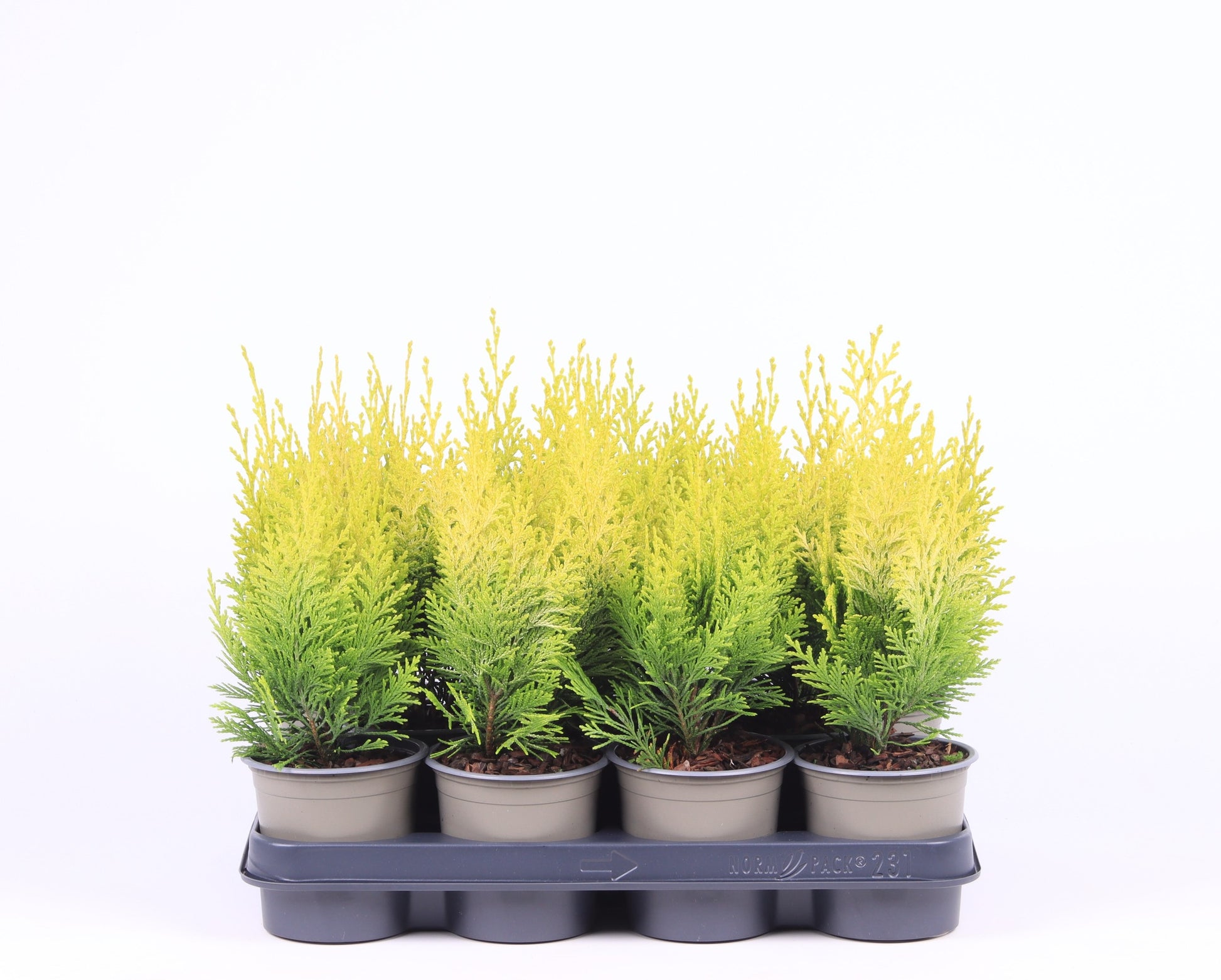 Chamaecyparis Ivonne 30cm 11cm Pot