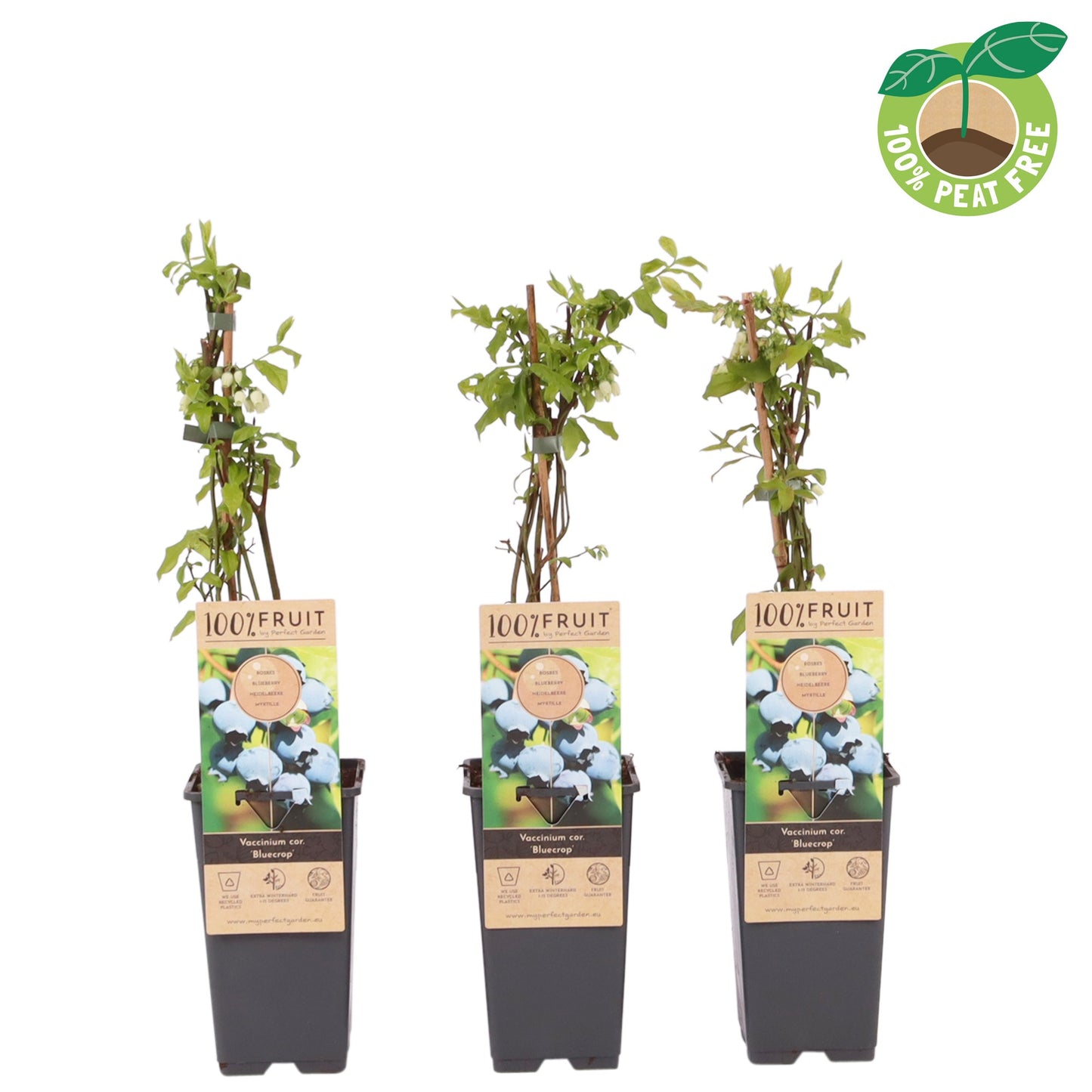 Vaccinium ("Blueberry")  Bluecrop 40cm 15cm Pot