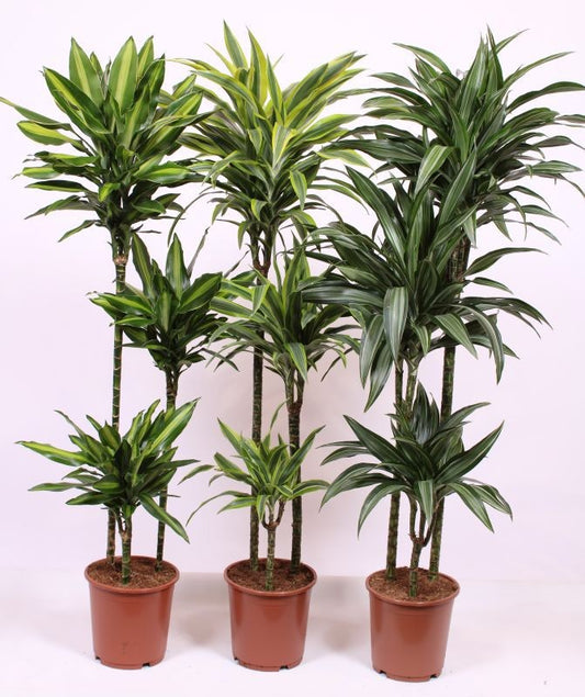 Dracaena fragrans mix 140cm 24cm Pot