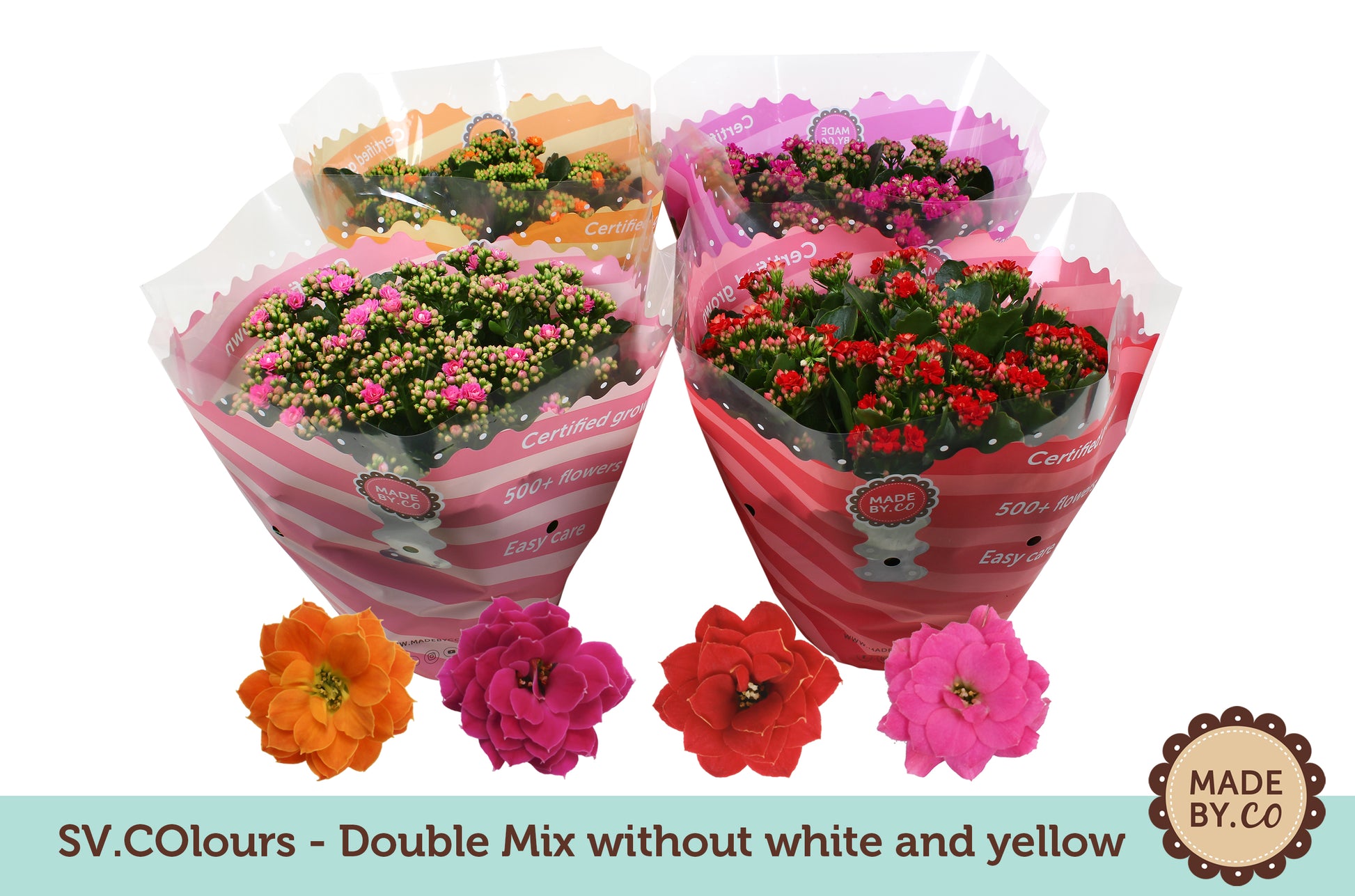 SV.CO Kalanchoe double mix no white/yellow Pack of 14