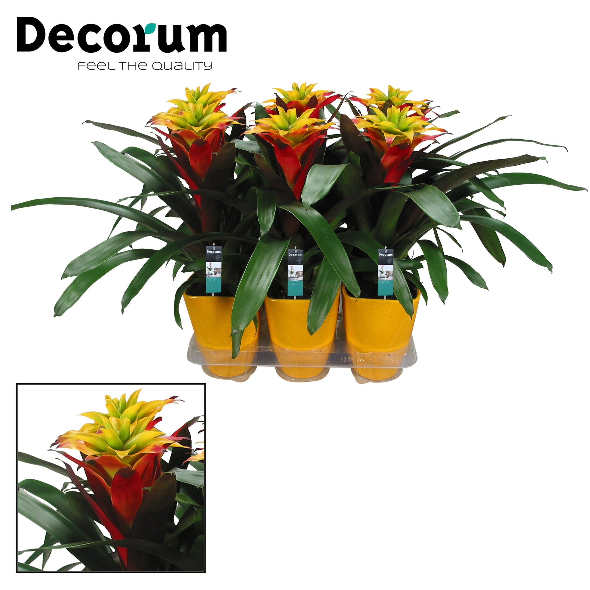 Guzmania 45cm 14cm Pot