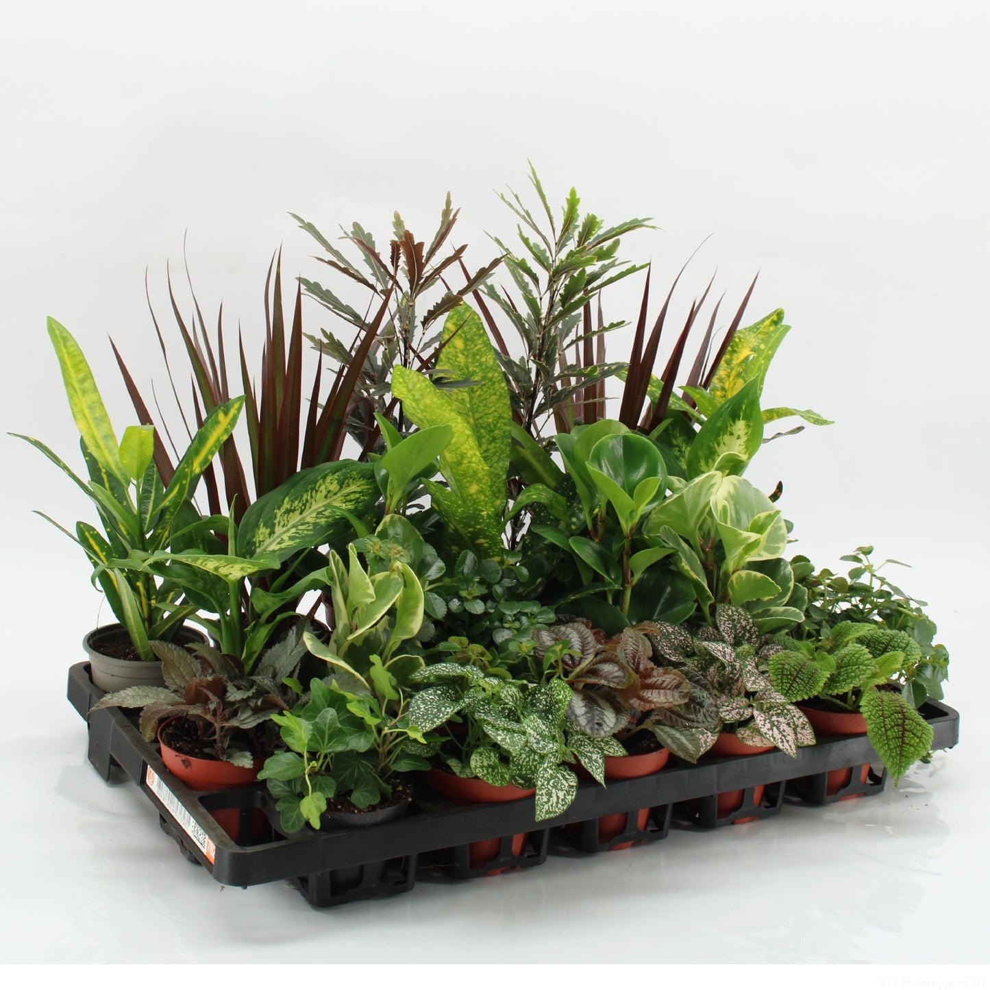 Z-22F Mixplanten Floratino 35cm 9cm Pot