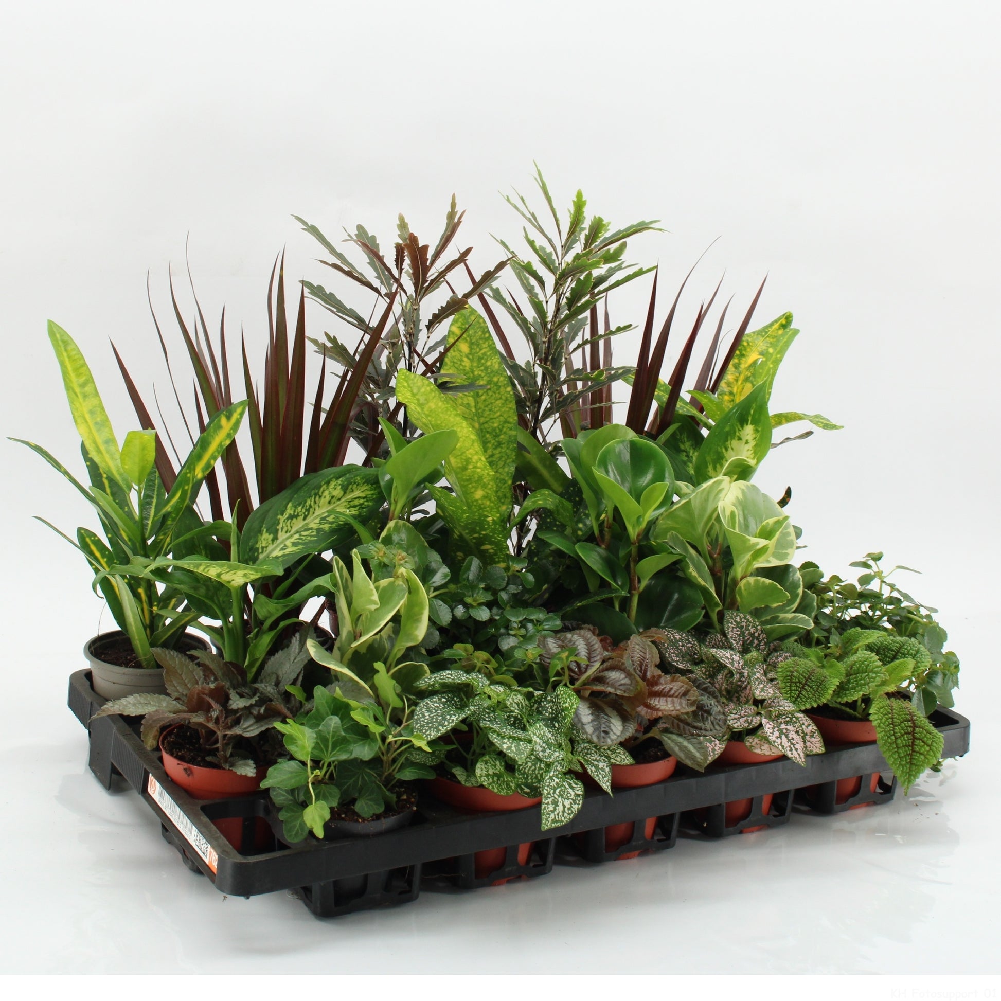 Z-22F Mixplanten Floratino 35cm 9cm Pot