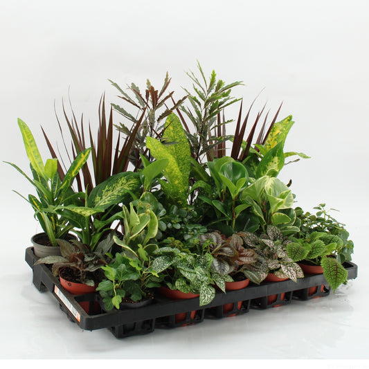 Z-22F Mixplanten Floratino 35cm 9cm Pot