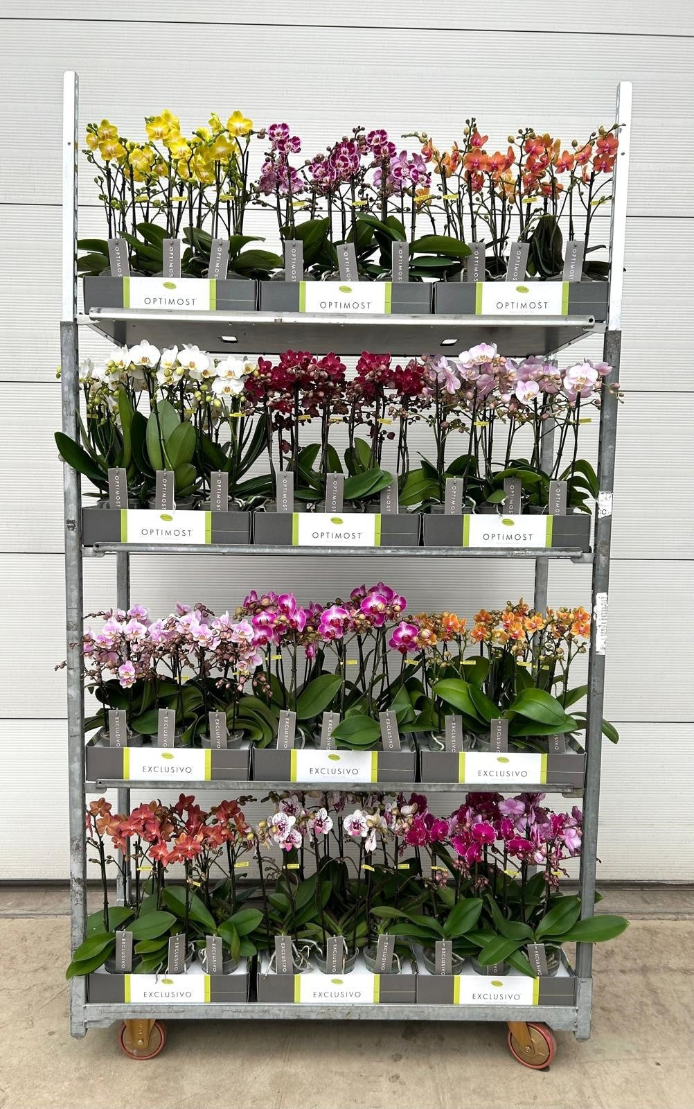 Phalaenopsis mix 45cm 12cm Pot