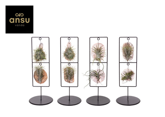 Tillandsia Tilly Tiles 41cm 11.5cm Pot