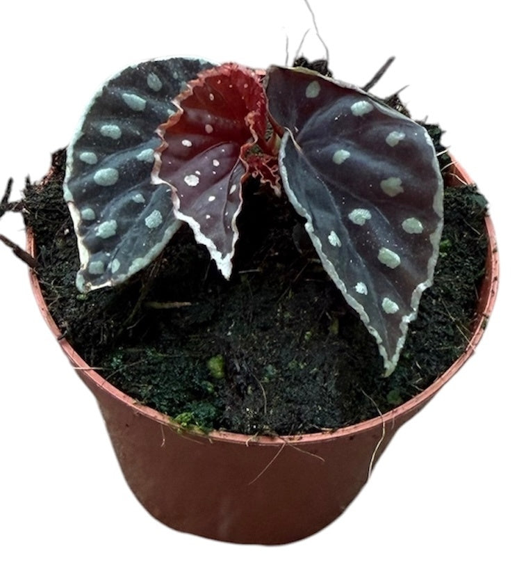 Begonia Cottage Bright Red 12cm 8cm Pot