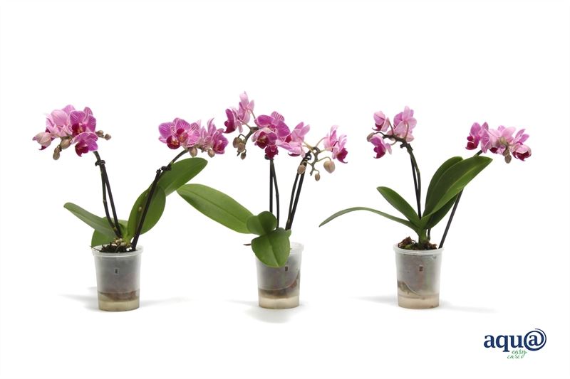 Phalaenopsis hybrid 17cm 6cm Pot
