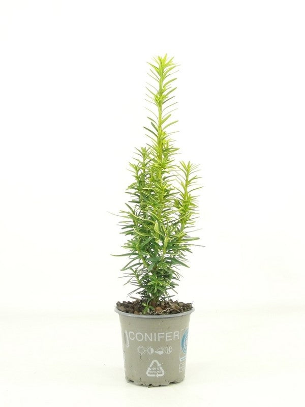 Taxus baccata David 25cm 9cm Pot