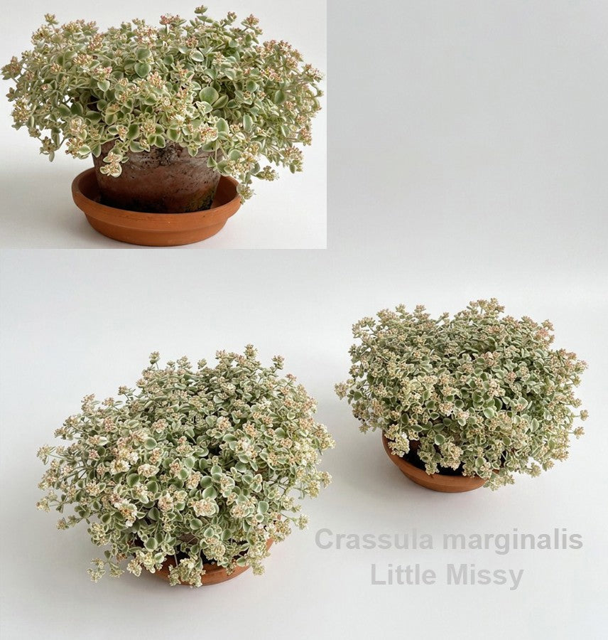 Crassula marginalis 16cm 13cm Pot