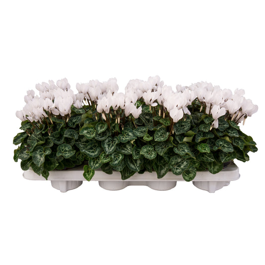 Os, Firma P.A.M. van Cyclamen Carino Pack of 10
