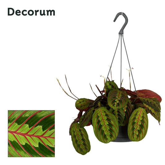 Maranta Fascinator 35cm 17cm Pot