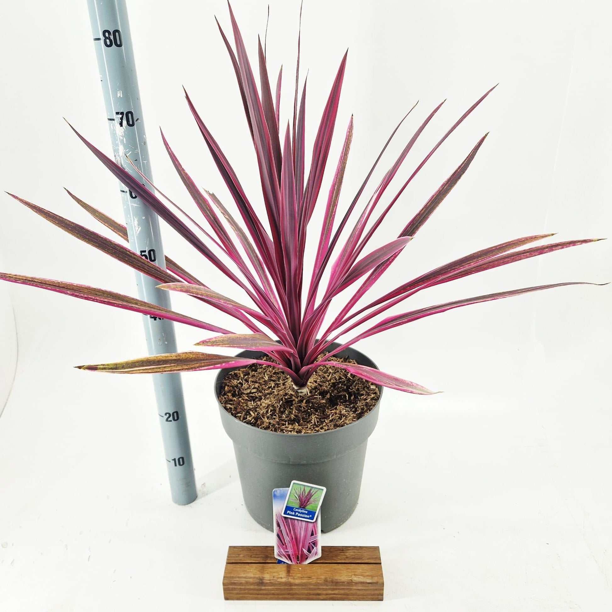 Cordyline 70cm 32cm Pot